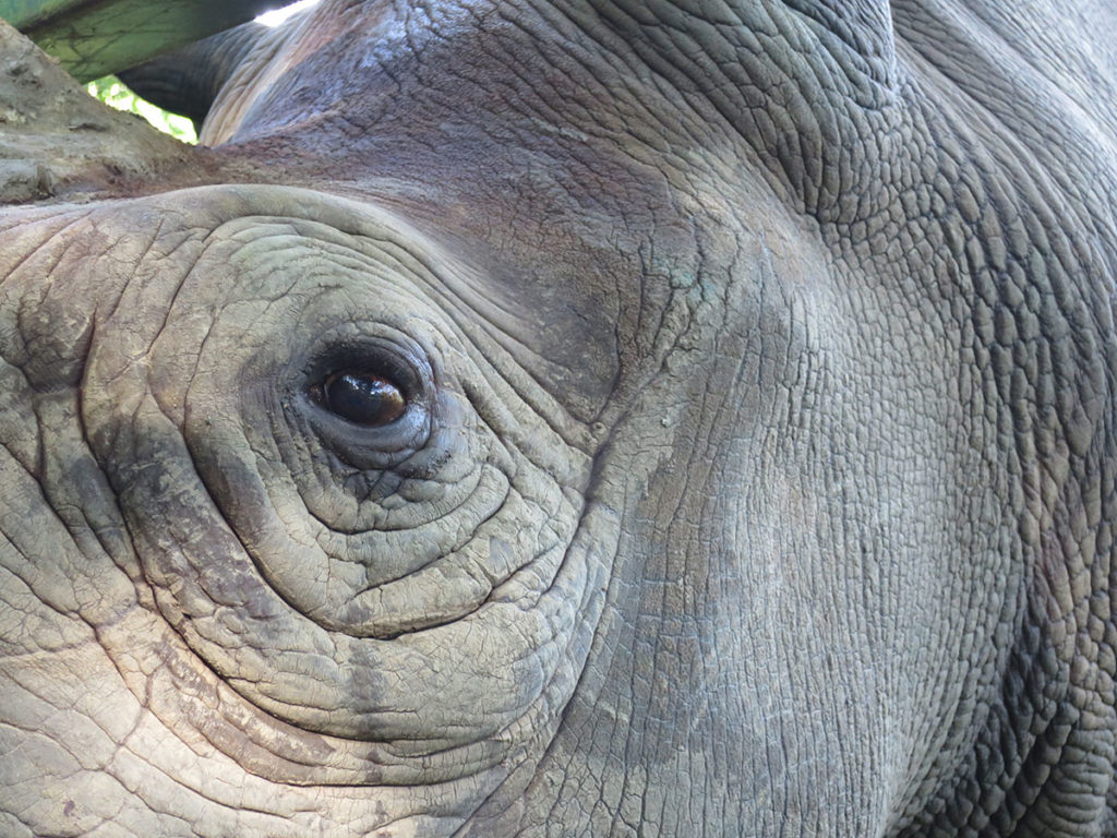 Climate Change Anxiety Workshop rhino