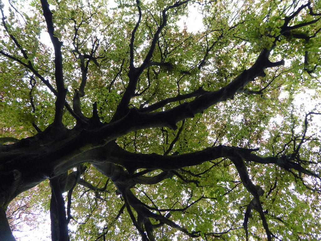 Climate Change Anxiety Workshop Tree