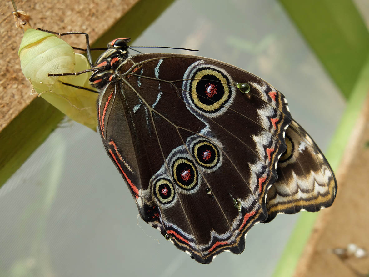 Butterfly emerging symbol of transformation